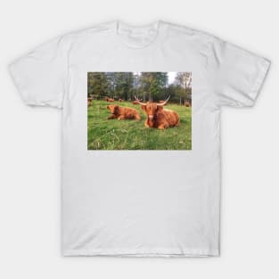 Scottish Highland Cattle Calf and Cows 2114 T-Shirt
